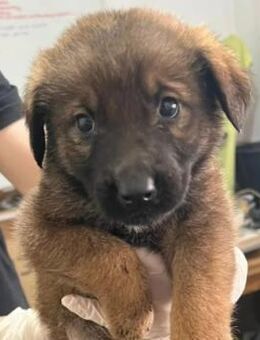 Ganalani - junger Wirbelwind - Kallmünz