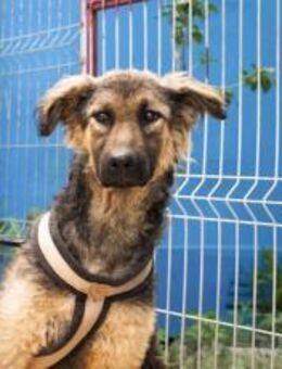 Cosima braucht deine Hilfe - München