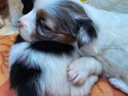 Zuckersüße Papillon-Chihuahua Welpen suchen Ihr zu Hause ! - Wehr (Rheinland-Pfalz)