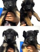 Schäferhund Welpen in 47228