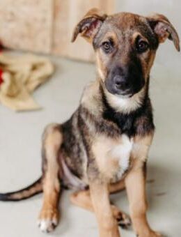 Charlie Aufgeweckter Herzenshund - Kallmünz