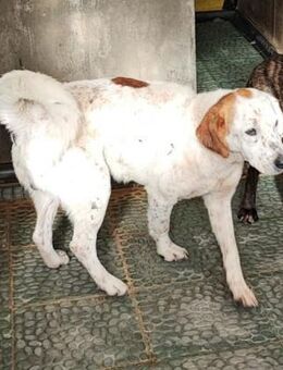 Dringend !!! - Lieber VILLANO - Rüde ... - Kempen