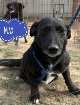 Max ein kleiner Schatz - Flörsheim-Dalsheim