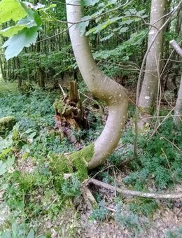 Natur genießen, wandern,... - Rothenburg (Tauber)