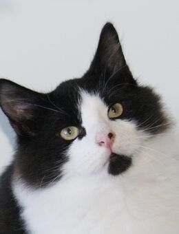 Sibirisches Kätzchen Charly, 5 Mon.a., reinrassig und hypoallergen, intelligent und brav. - München