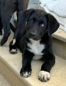 SAMMY - herziger Welpenjunge - Velbert