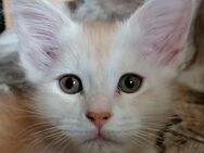 Maine Coon kitten - Berlin