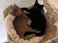 2 Babykatzen abzugeben - Schwäbisch Gmünd