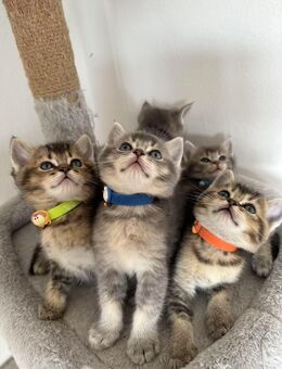 Ragdroll / BKH suesse Kitten - Schorndorf (Baden-Württemberg)