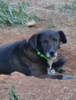 Intelligente, anhängliche, liebe Grace R - Mettmann