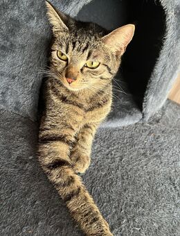 Katze sucht dringend neues Zuhause - Brakel