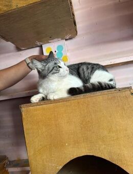 Smaragda aus dem Tierschutz - Grevenbroich