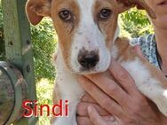 SINDI ❤ sucht Zuhause oder Pflegestelle - Langenhagen