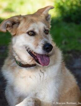 Konan mag Menschen unglaublich gerne - Egelsbach