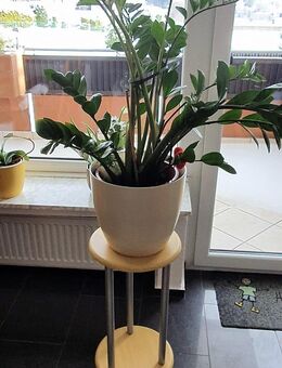 0164 Dreibeine Blumensäule 60cm hoch Holz - Lüdenscheid