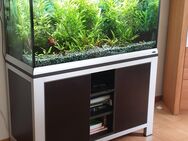 Einfach schön: Komplettes Aquarium Ferplast Star 120 mit Unterschrank 330 Liter zu verkaufen - Essen