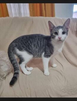 ❄️ Klein Elsa sucht ihr Zuhause❄️ - Freilassing