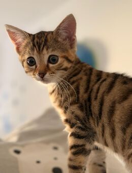 Süße Katzenbabys suchen ein liebevolles Zuhause - Bobingen Zentrum