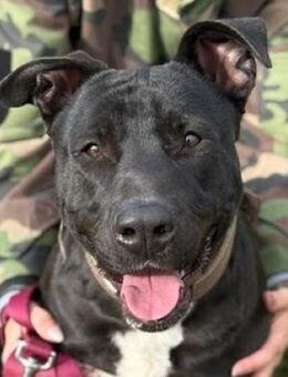 SUNNY, Herzenshund sucht Herzensmenschen - Gefrees