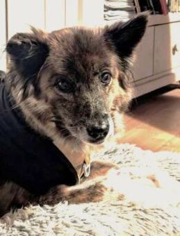 STELLA - ruhige, brave Begleithündin ❤️ - Neudenau