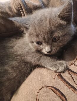 Babykatze britisch Kurzhaar grau - Emden