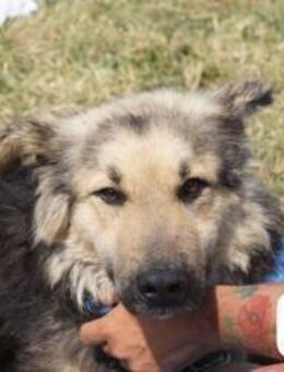 Cupko Ein sanfter Gefährte, ... - Kissing