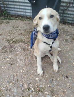 Armani - aktiv, verspielt und neugierig - Heppenheim (Bergstraße)