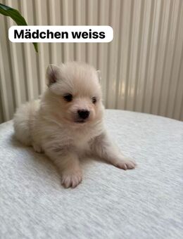 Pomeranian Zwergspitz Pomsky Welpen - Bamberg