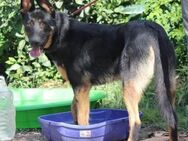 Traumhund Rider sucht sein Glück - Grevenbroich