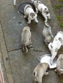 Kangalwelpen in 27232