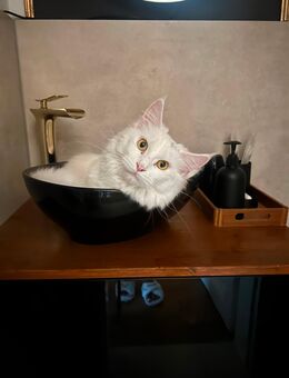 🐾 Miau! Wir sind Daisy & Jema – zwei Maine-Coon-Schwestern auf der Suche nach einem neuen Königreich! 🐾 - Bochum