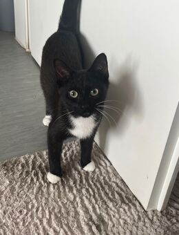 Europäische Kurzhaarkatze Mischling - Übach-Palenberg