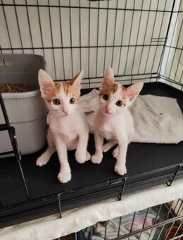 Spithas und Julis aus dem Tierschutz - Grevenbroich