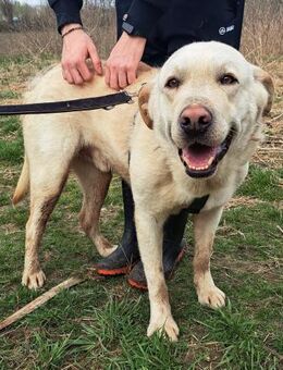 Sorgenkind Al End-/Pflegestelle gesucht - Obertshausen