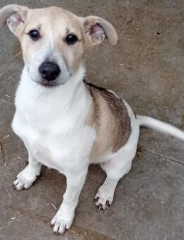 SOLE - lebendig und voller Lebensfreude - Weilheim (Oberbayern)