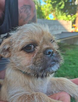 Terrier Mops Mischlingswelpen - Geisenfeld