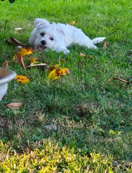Welpen maltipoo - Neuhof (Hessen)