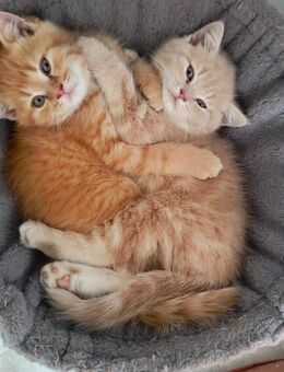 BKH/BLH Kitten - Wuppertal