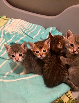 5 Süße Halb BKH Kitten suchen neues Zuhause - Bischofsheim