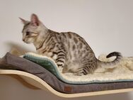 Bengal kitten Kater silver - Kandel