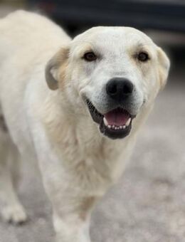 Sky liebe Mix Hündin ca. 1 Jahr in GR - Reutlingen