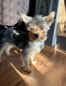 Yorkshire Terrier – Hündin, 7 Monate in 92342