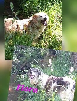 Zwei Pechvögel - Tholey