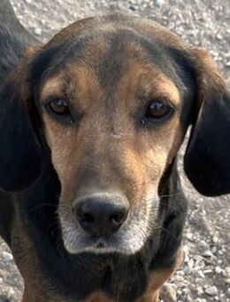 Pancho, geb. ca. 01/2020, GRIECHENLAND - Euskirchen
