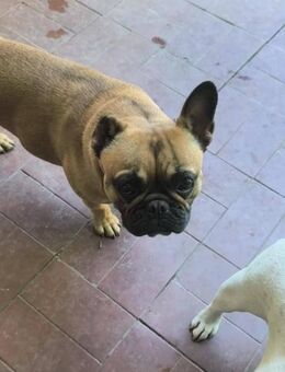 🐾 Shine eine kleine Kämpferin - Kassel