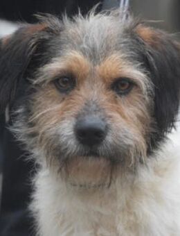 Larry - charmanter freundlicher Rüde - Lohmar