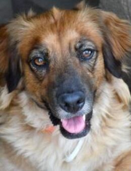 Lulu sucht engen Familienanschluss - Neuss