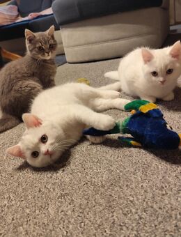 BKH Angora Kitten - Jüterbog