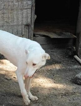 Chico - endlich meine Familie finden - Langenhagen