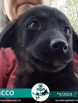 CHICCO - 09/2024 - Leimen (Baden-Württemberg)